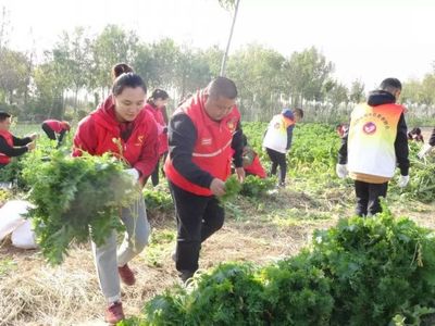 希望的田野 青春助力脱贫攻坚，志愿服务与食品销售的双赢之路