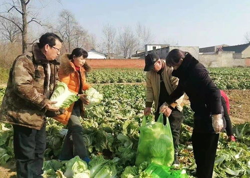 从驻村到“带货” 鲁山工作队员变身销售员，让群众农副产品销路不再愁