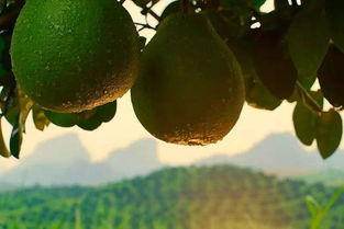 今年，我们成了新农人 丹霞谢柚开启农业品牌进化新篇章