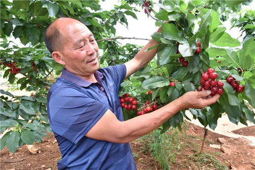 端午情浓粽飘香 幸福生活溢满园